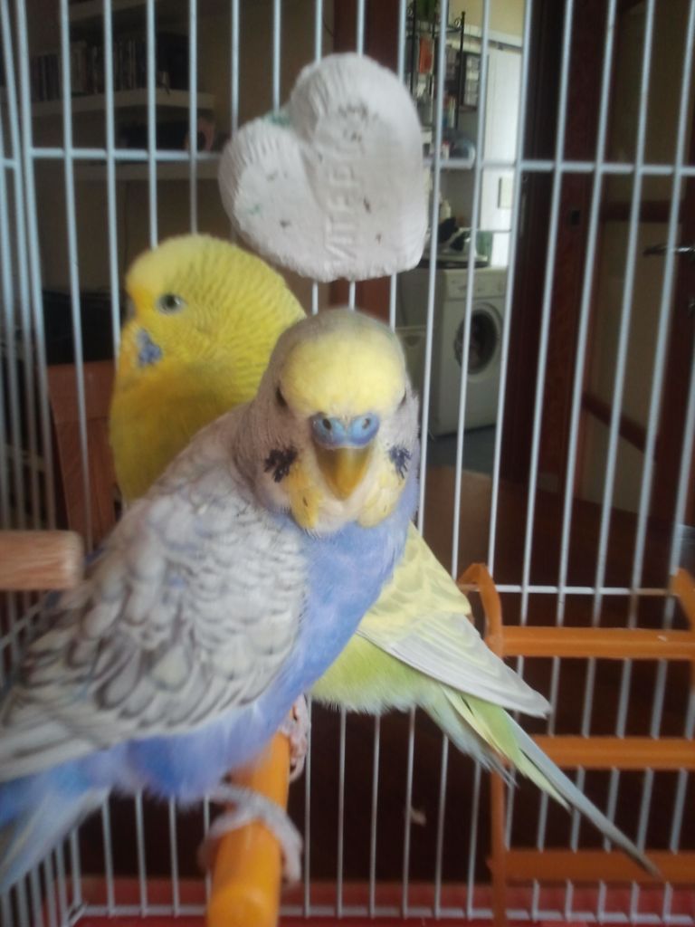 mutazioni coco
